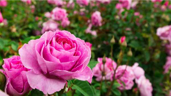 Rosas Una Gu A Completa Para Su Cultivo Y Uso