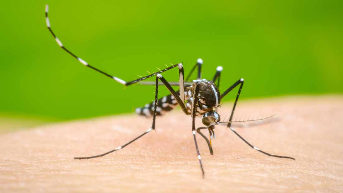 Dengue Campa As Preventivas Para Erradicar La Plaga De Mosquitos