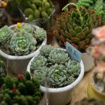 10-tipos-de-plantas-que-puedes-cultivar-en-casa