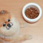 Cómo-alimentar-adecuadamente-a-tu-canino