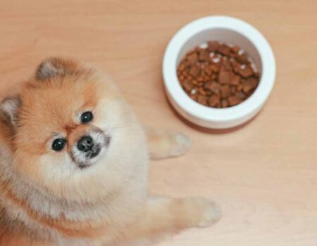 Cómo-alimentar-adecuadamente-a-tu-canino