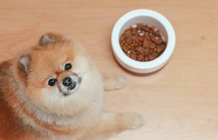 Cómo-alimentar-adecuadamente-a-tu-canino