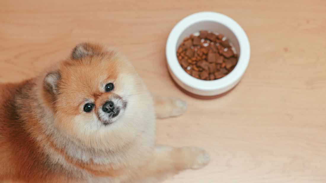 Cómo-alimentar-adecuadamente-a-tu-canino