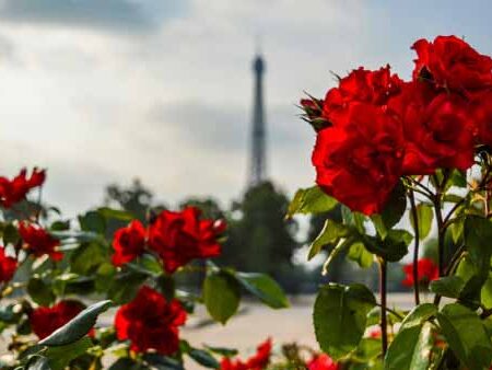 Cómo-cuidar-tus-rosales