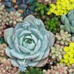 Cómo-cultivar-suculentas