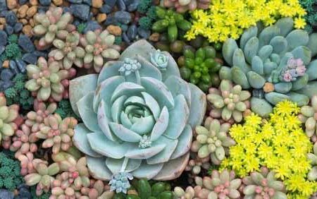 Cómo-cultivar-suculentas