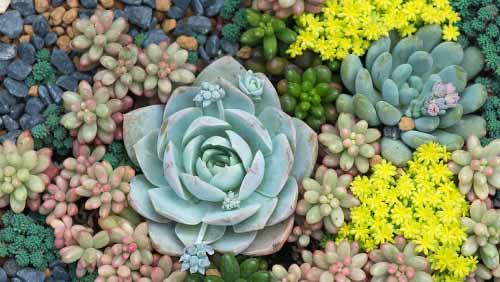 Cómo-cultivar-suculentas