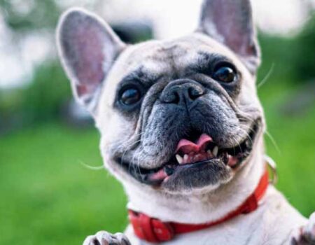 Cómo-educar-a-tu-mascota