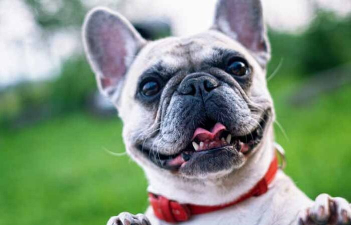 Cómo-educar-a-tu-mascota