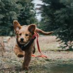 Cómo-educar-a-un-perro-para-que-no-se-salga-a-la-calle