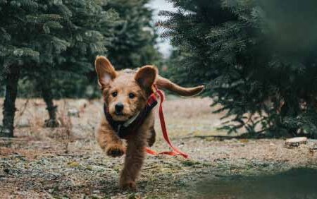 Cómo-educar-a-un-perro-para-que-no-se-salga-a-la-calle