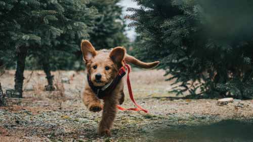 Cómo-educar-a-un-perro-para-que-no-se-salga-a-la-calle