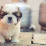Cómo-enseñar-a-un-perro-a-ir-al-baño