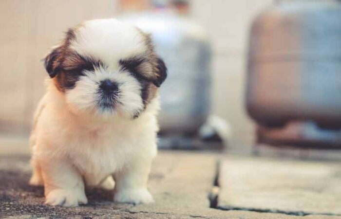 Cómo-enseñar-a-un-perro-a-ir-al-baño