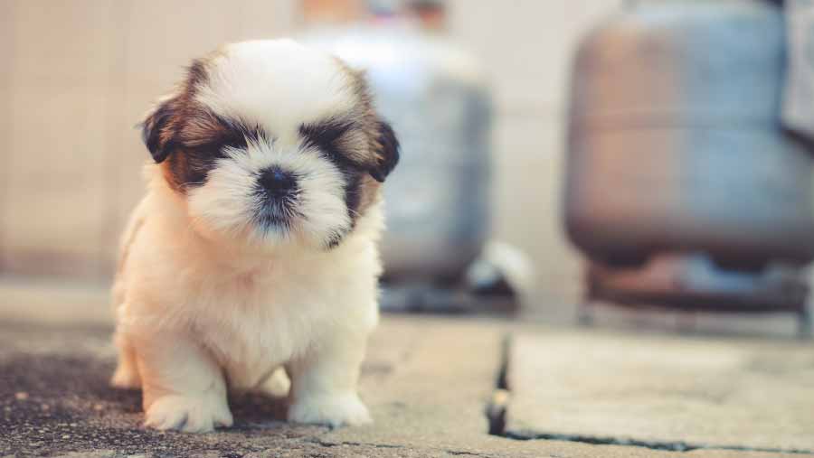 Cómo-enseñar-a-un-perro-a-ir-al-baño