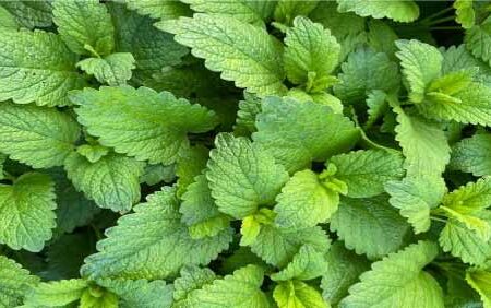 La-menta-y-sus-beneficios