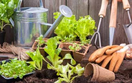 Todo-sobre-jardinería-en-casa