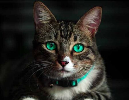 Gatos-Cuidado-adecuado