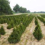 Reforestacion