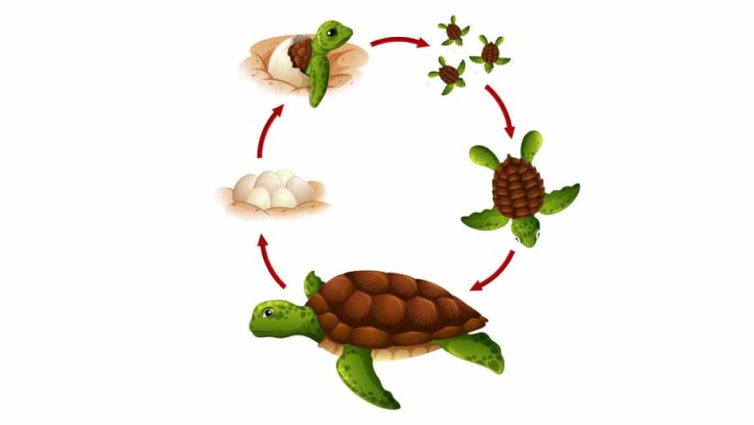 ciclo de vida de diferentes especies animales - El Facultativo