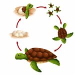 Ciclo-de-vida-y-reproducción-de-diferentes-especies-animales 