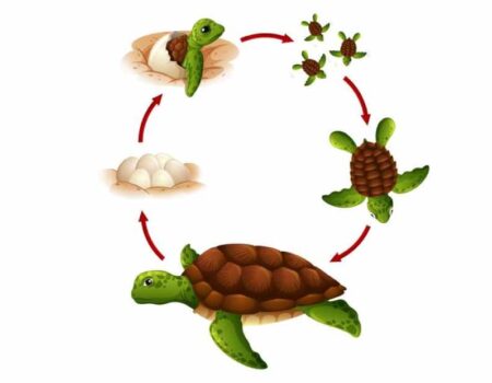 Ciclo-de-vida-y-reproducción-de-diferentes-especies-animales 