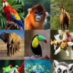 Curiosidades-y-datos-interesantes-sobre-animales