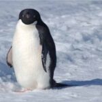 El-Pingüino---Alimentación-y-Comportamiento