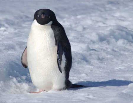 El-Pingüino---Alimentación-y-Comportamiento