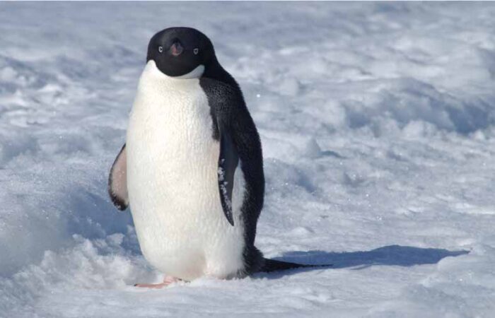 El-Pingüino---Alimentación-y-Comportamiento
