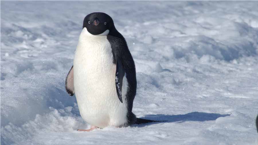 El-Pingüino---Alimentación-y-Comportamiento