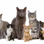 Gatos---Beneficios,-Razas-y-Alimentación