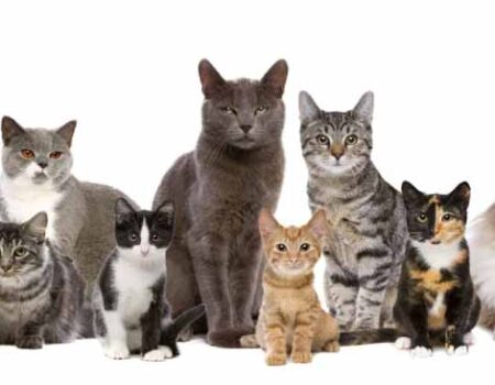 Gatos---Beneficios,-Razas-y-Alimentación