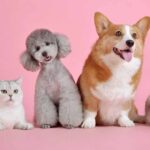 Mascotas 