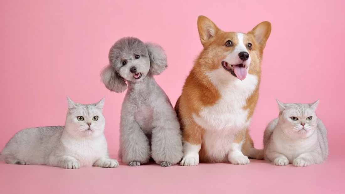 Mascotas 