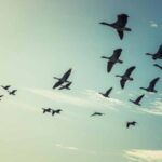 Migración-de-animales
