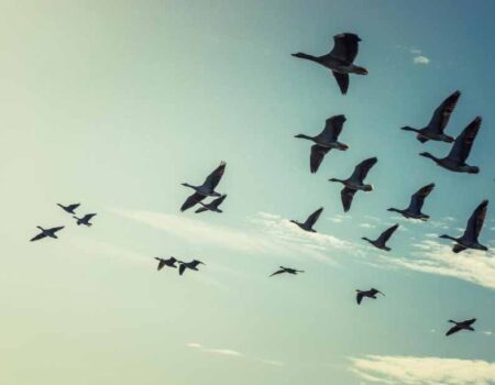 Migración-de-animales