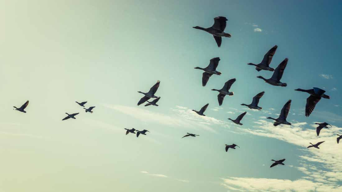 Migración-de-animales