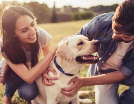 Perros-como-mascotas
