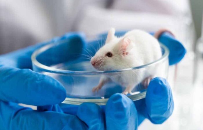 Animales-en-la-investigación