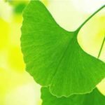 Beneficios-del-ginkgo-biloba