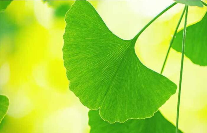 Beneficios-del-ginkgo-biloba