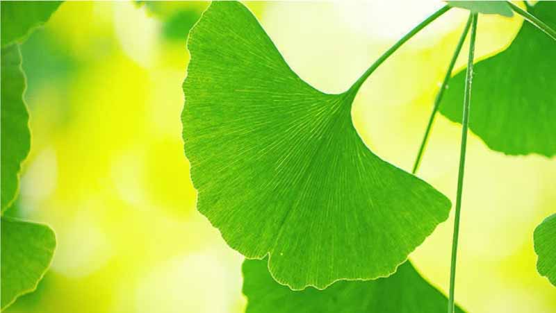 Beneficios-del-ginkgo-biloba