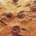 Biogeografía-paleontológica