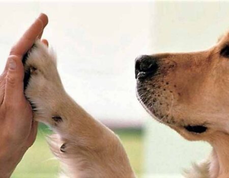 Mejorando-la -relación-entre-humanos-y-animales