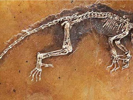 Paleobiología-y-evolución