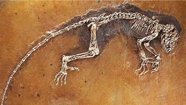 Paleobiología-y-evolución