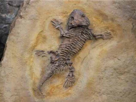 Paleoecología-y-su-estudio