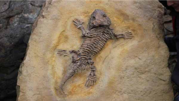 Paleoecología-y-su-estudio
