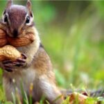 Inteligencia-animal